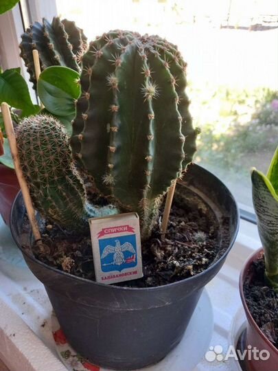 Кактус размер до 30 см