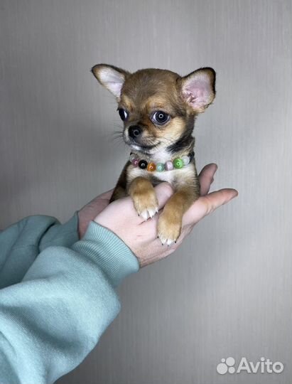 Чихуахуа кукольный мини мальчик