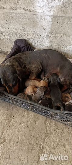 Кроличья такса