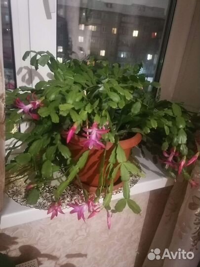 Декабрист шлюмбергера