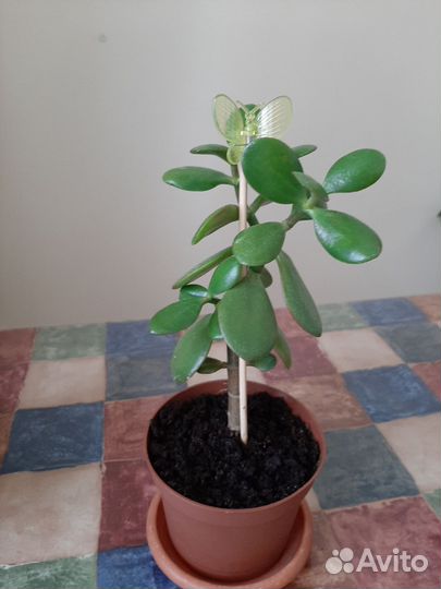 Денежное дерево с сердцами