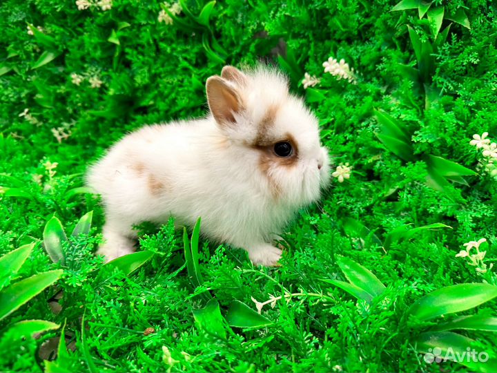 Карликовый белый кролик мини ручной