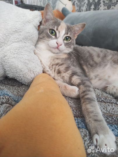 Отдам кошек шотландскую вислоухую и найденыша