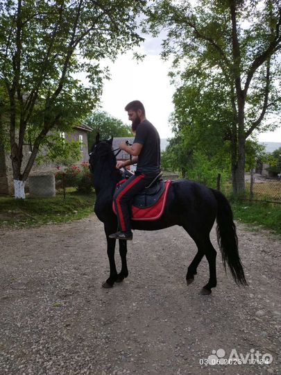 Карачаевский жеребец