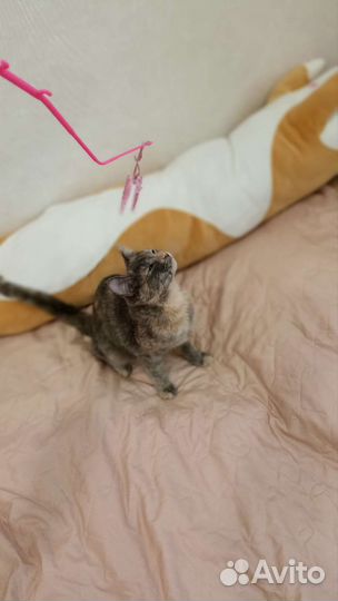 Котенок подросток