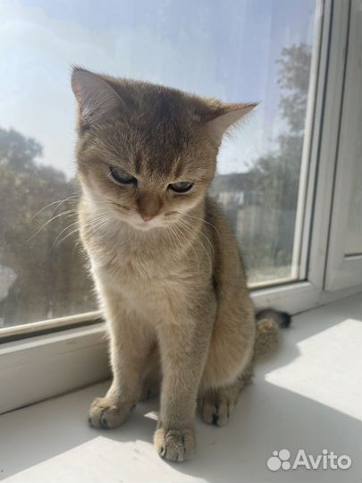 Шотландская шиншилла вязка