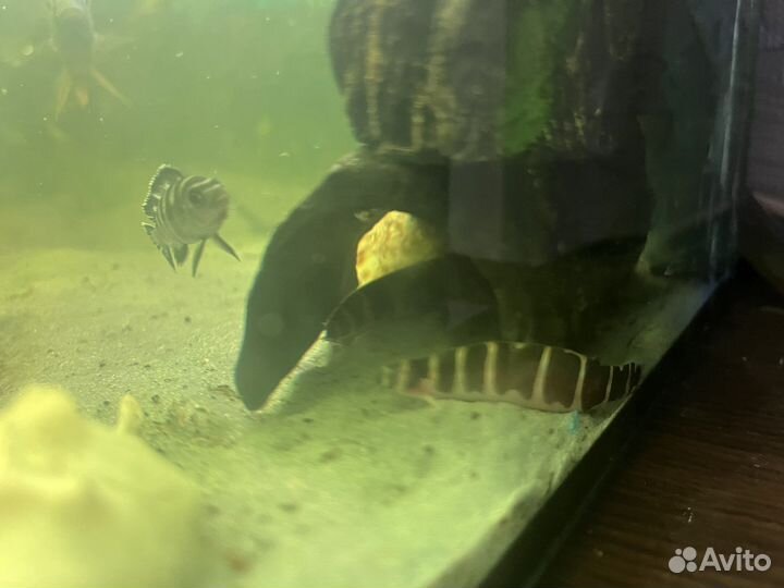 Аквариум 80 литров