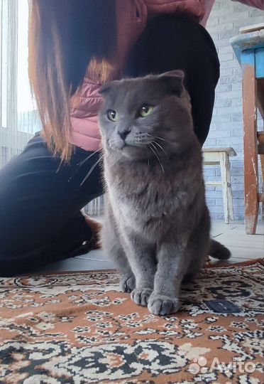 Кот вислоухий