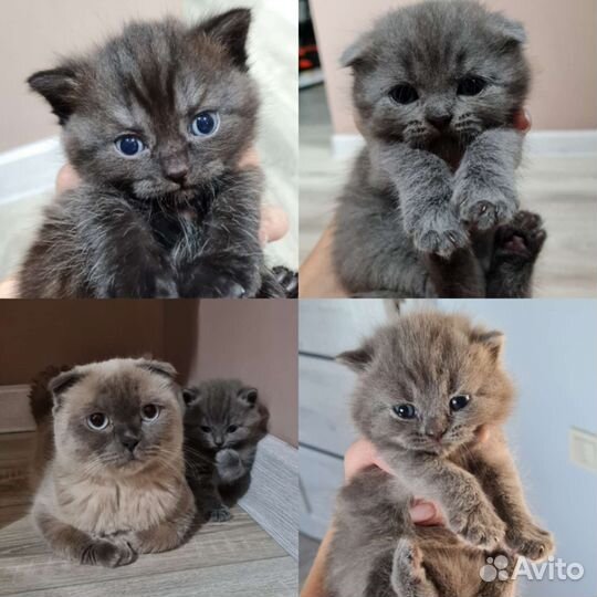 Котята британец шотландцы