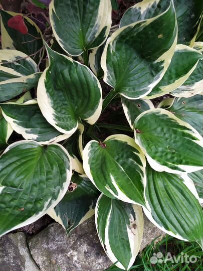 Эдельвейсы