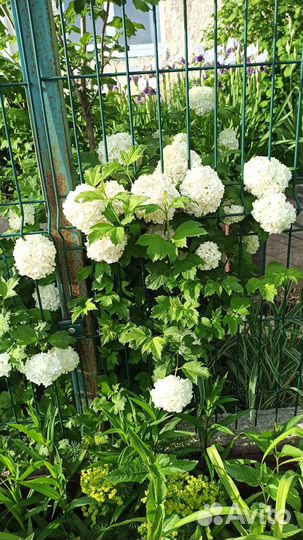 Калина Бульденеж