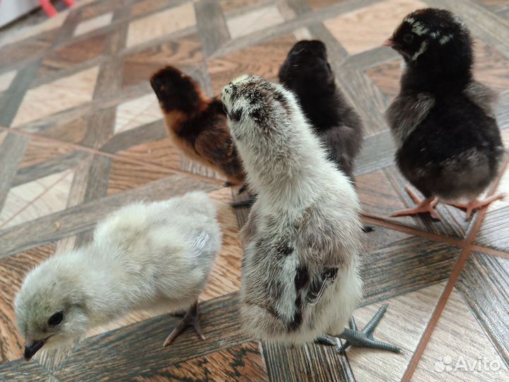 Цыплята лакеданзи,ухейилюй,амераукан,виандот