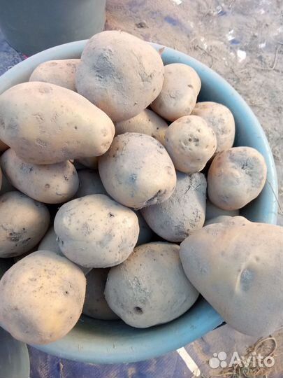 Картофель некондиция