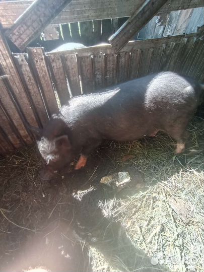 Вьетнамский вислобрюхий хряк