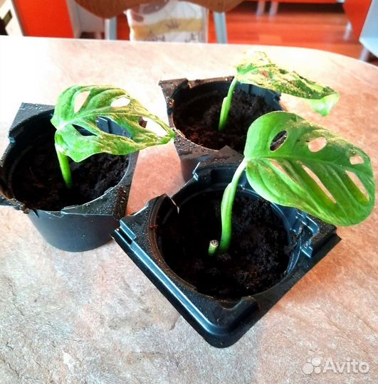 Минимонстерка