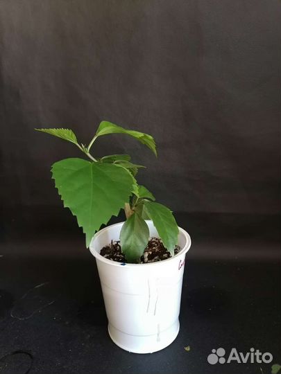 Гибискусы, разные