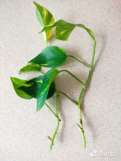 Сциндапсус, срез