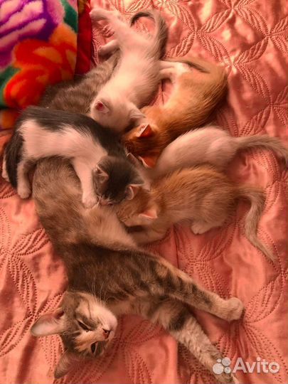 Домашние животные