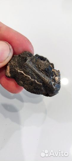 Две раковины аммонита с белемнитом в породе