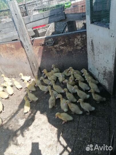 Гусята, Утята, Индюшата, цыплята, Цесарята