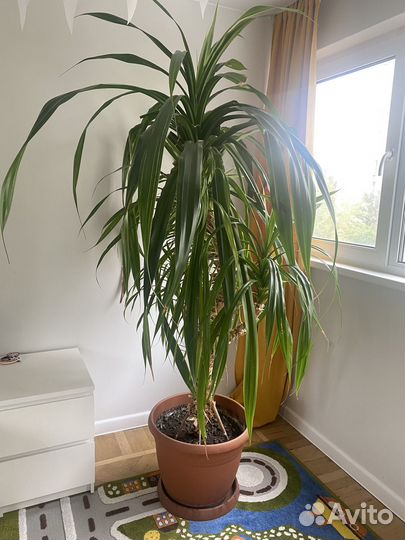 Пальма панданус