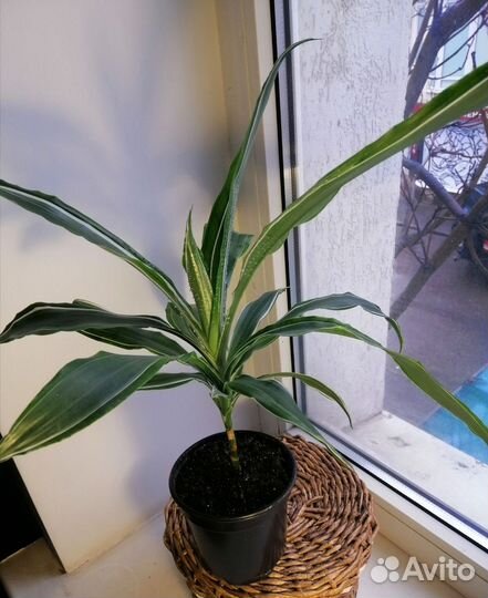 Комнатные цветы