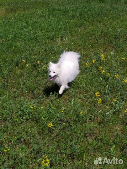 Японский шпиц вязка