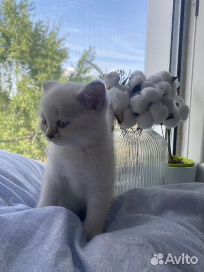 Шотландские котята
