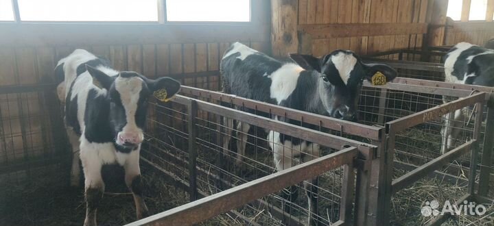 Бычки Тёлки