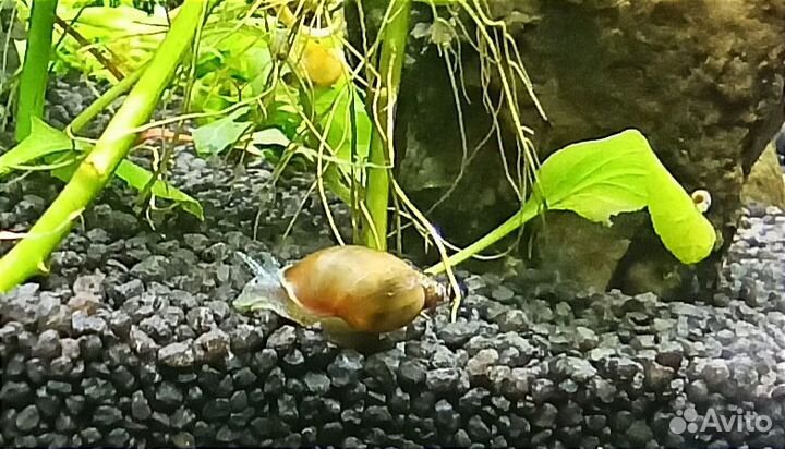 Улитки покемоны в аквариум