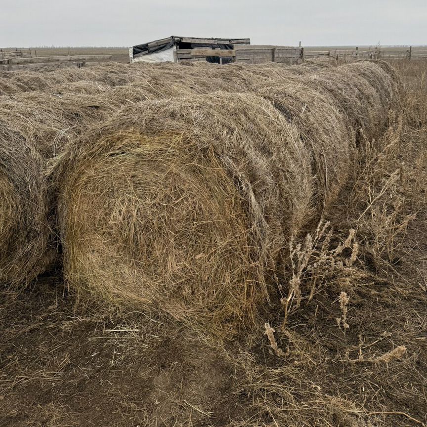 Продам сено в рулонах