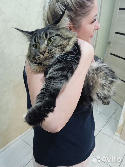 Ищем невесту