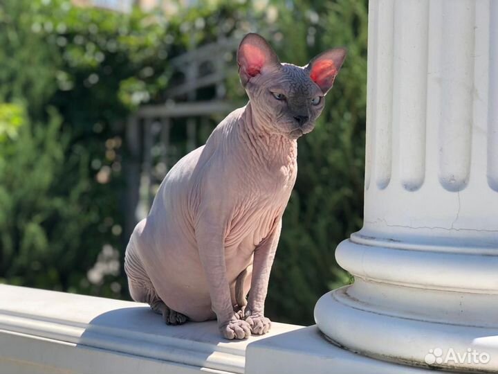 Канадский сфинкс