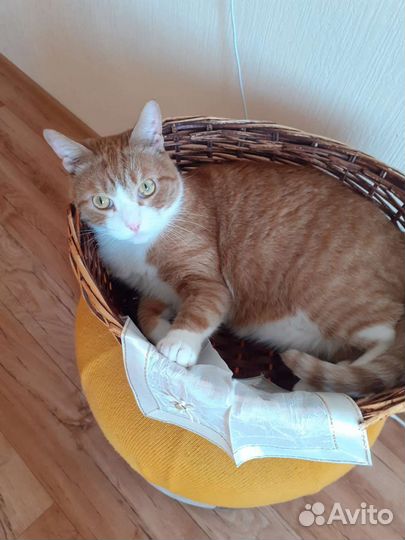 Корзина плетеная. Лежанка для животных