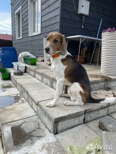 Выжлец. Эстонская гончая. Вязка