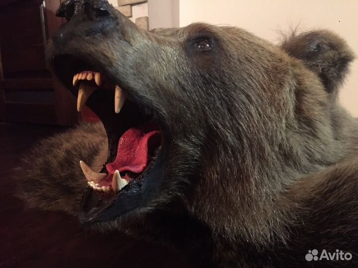 Выделка шкур. Изготовление чучел. Таксидермия