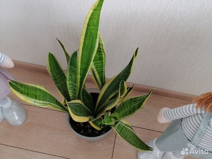 Сансевиерия