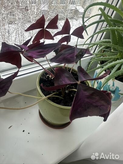 Кислица фиолетовая