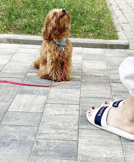 Кинолог, дрессировка собак