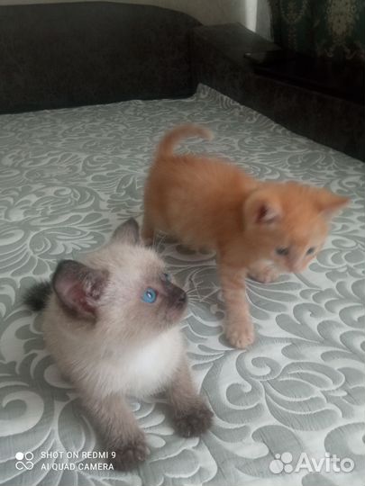 Котята в добрые руки
