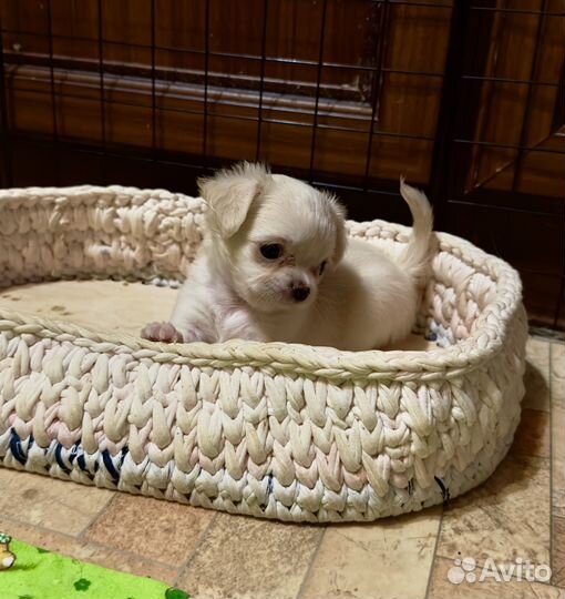 Щенок чихуахуа мини мальчик