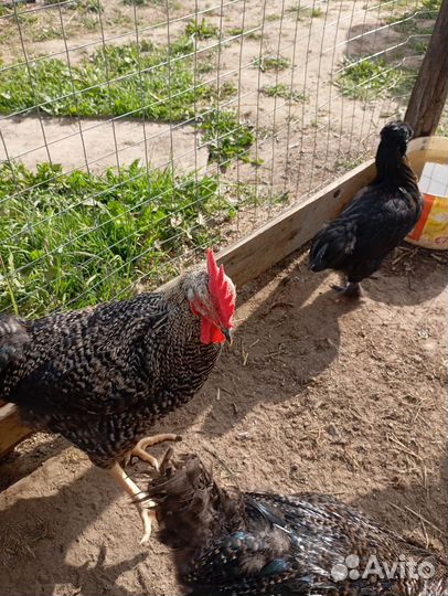 Молодые петухи