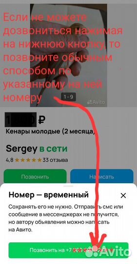 Кенар молодой (2 месяца)