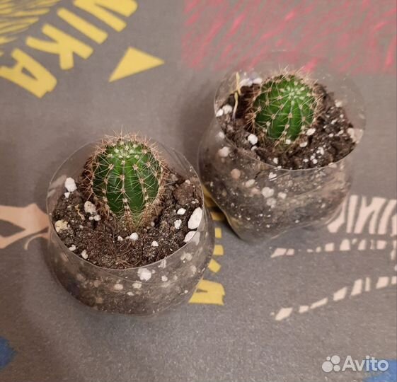 Кактусы и суккуленты