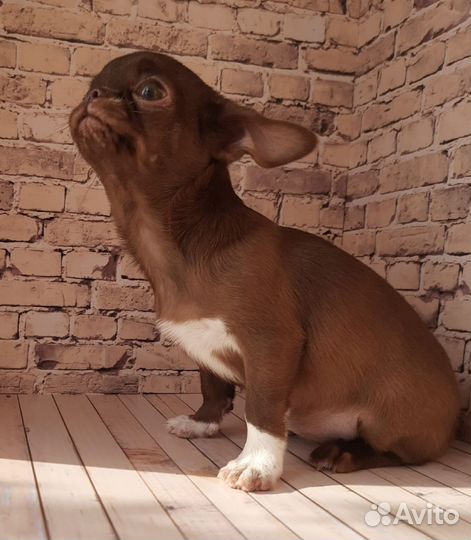 Чихуахуа девочка