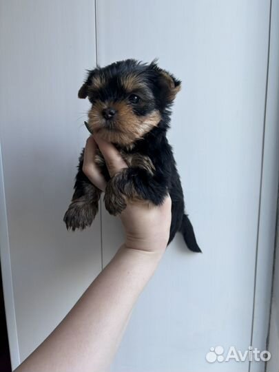 Щенки йорка