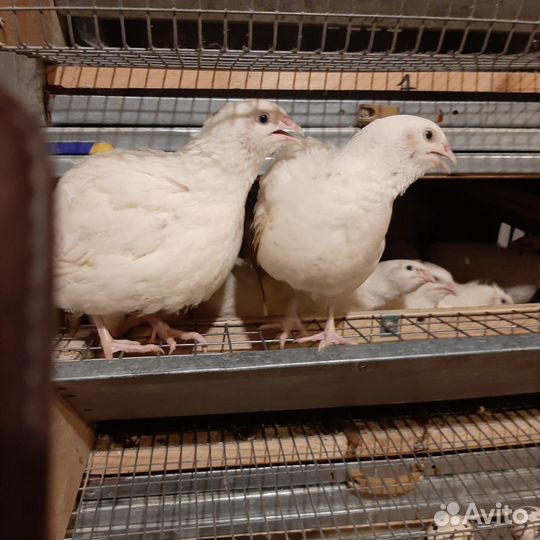 Перепела для разведения /Техасский перепел
