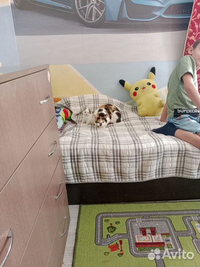 Кошка в дар