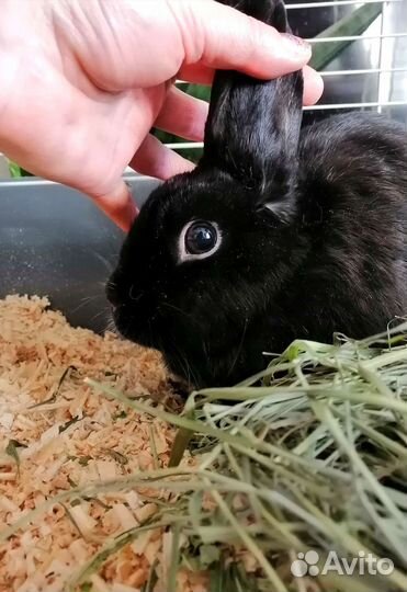 Кролик декоративный