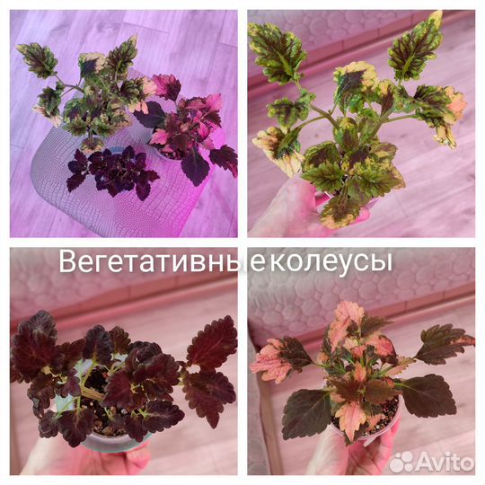 Комнатные растения.Колеусы вегетативные.Камнеломка